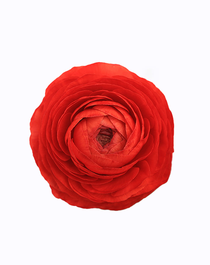 Elegance® Rosso