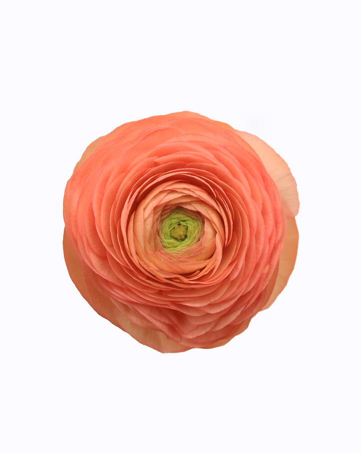 Elegance® Salmone