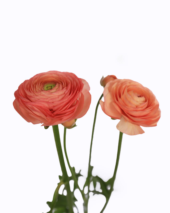 Elegance® Salmone