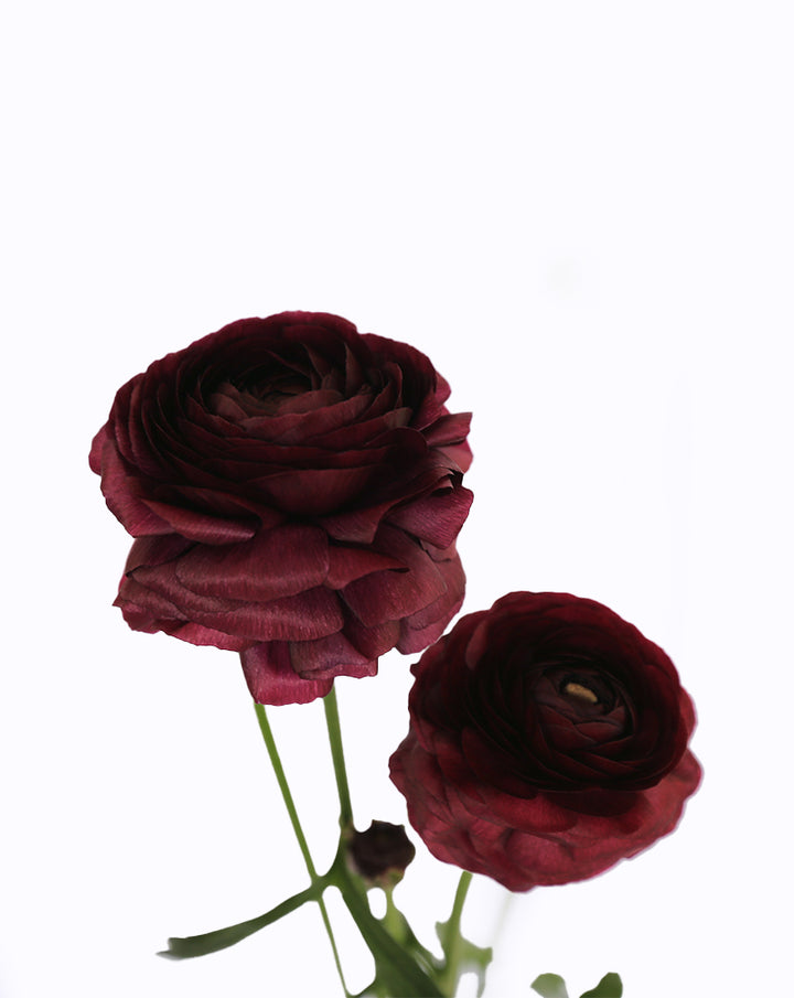 Elegance® Viola