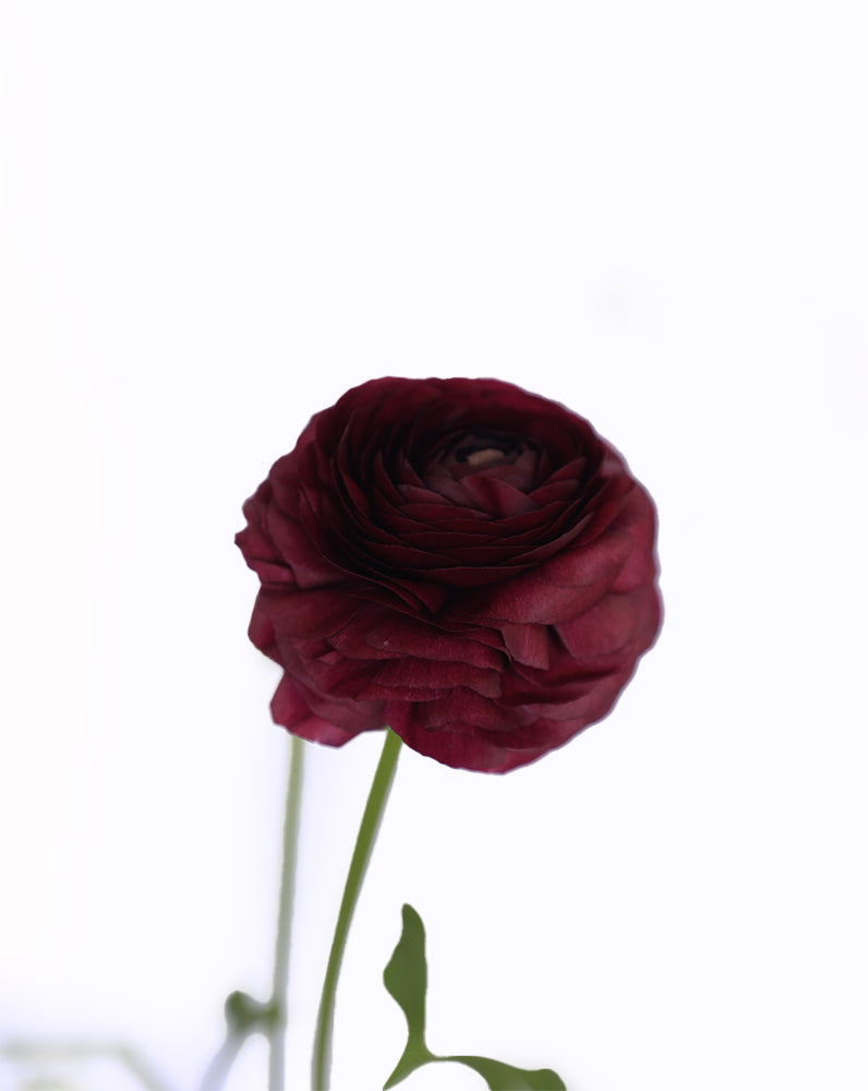 Elegance® Viola