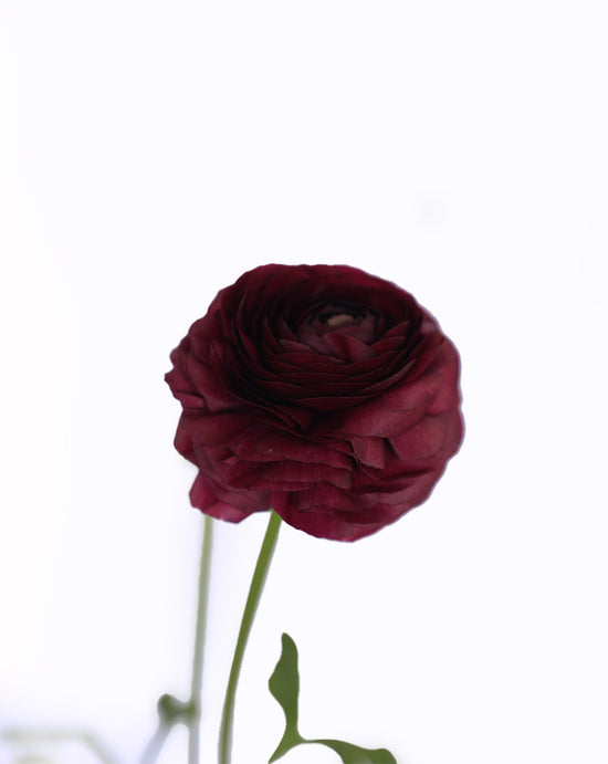 Elegance® Viola